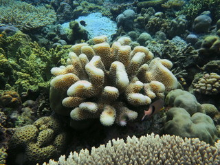 The amazing and mysterious underwater world of Indonesia, North Sulawesi, Manado, stone coral