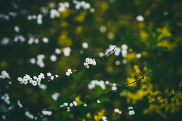 Beautiful spring flowers with colorful bokeh