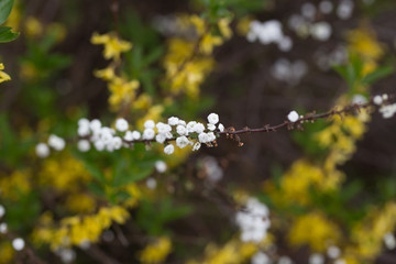 Beautiful spring flowers with colorful bokeh