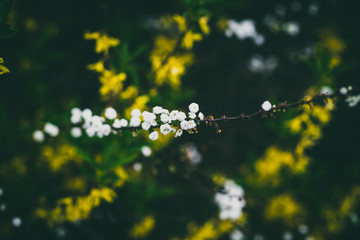 Beautiful spring flowers with colorful bokeh