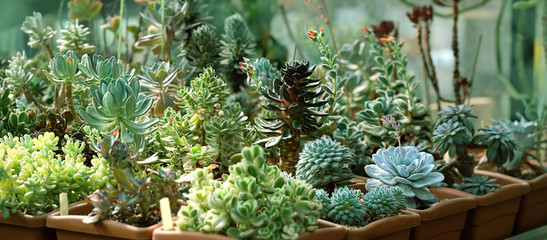 seedlings of succulents in greenhouse. various types Botanical collection of succulents. 
