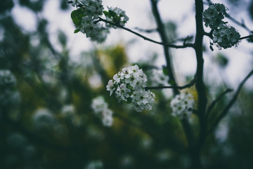 Beautiful spring flowers with colorful bokeh