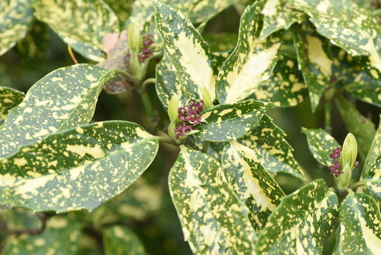 Aucuba japonika on variegated leaves.