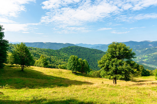 sunny mountain landscape in summer. beautiful scenery with trees on a hillside meadow beneath a blue sky with fluffy clouds. ridge in the distance is clearly visible on a bright day