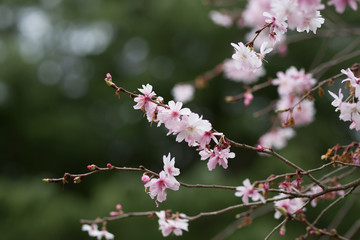 Beautiful spring flowers with colorful bokeh