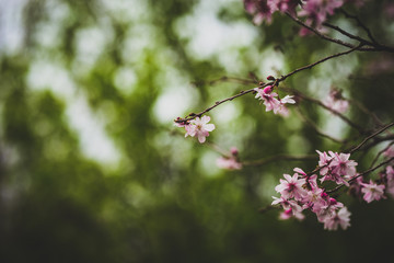 Beautiful spring flowers with colorful bokeh