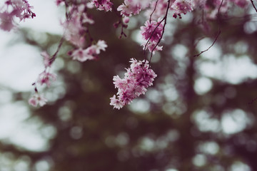 Beautiful spring flowers with colorful bokeh