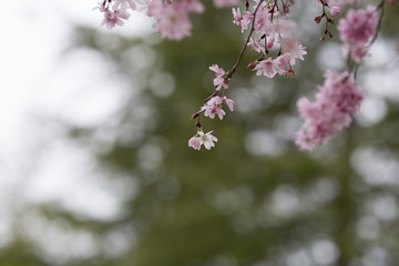 Beautiful spring flowers with colorful bokeh