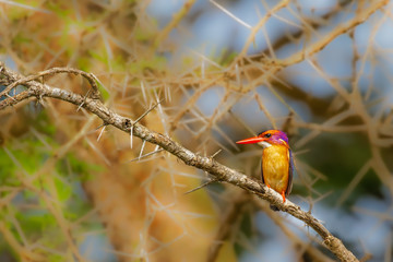 African Pygmy-kingfisher (Ispidina picta) perched on a branch, Murchison Falls National Park, Uganda.
