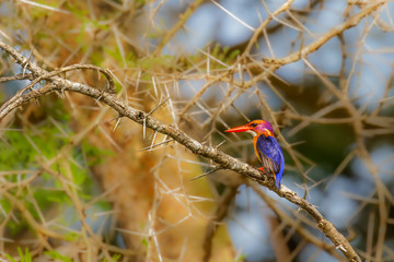 African Pygmy-kingfisher (Ispidina picta) perched on a branch, Murchison Falls National Park, Uganda.