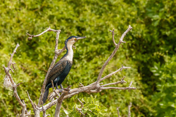 Great cormorant (Phalacrocorax carbo), known as the great black cormorant, Murchison Falls National Park, Uganda. 