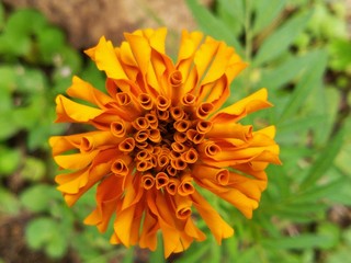 Marigold flower for cover page, background wallpaper