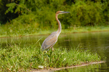 Goliath heron (Ardea goliath) or giant heron, a wading bird of the heron family, Ardeidae, Murchison Falls National Park, Uganda.