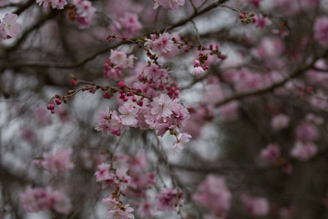 Beautiful spring flowers with colorful bokeh