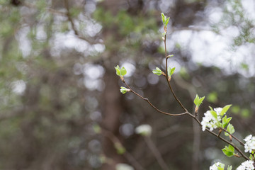 Beautiful spring flowers with colorful bokeh