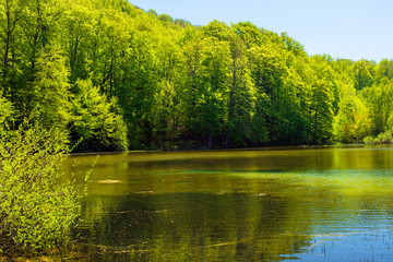 Fototapeta premium landscape by the mountain lake among coniferous forest. wonderful nature scenery in springtime at high noon.
