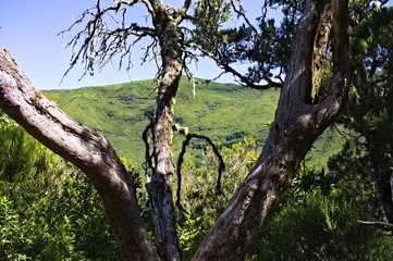 View of hills and fields through tree branches (Madeira, Portugal, Europe)