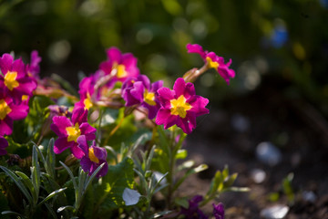 small pink flowers growing in a warm summer garden in close-up