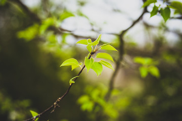 Beautiful green spring flowers with colorful bokeh