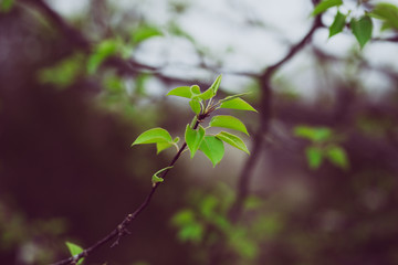 Beautiful green spring flowers with colorful bokeh