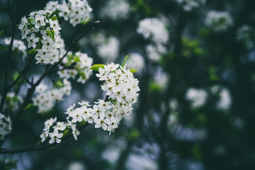 Beautiful spring flowers with colorful bokeh
