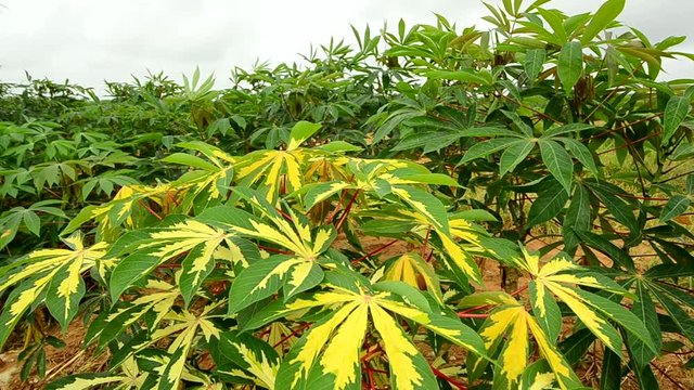 Beautiful cassava leaves move in the wind