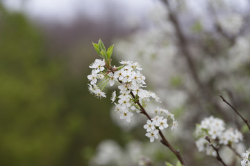 Beautiful spring flowers with colorful bokeh