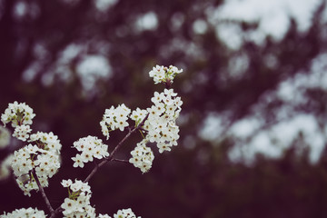 Beautiful spring flowers with colorful bokeh
