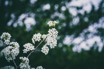 Beautiful spring flowers with colorful bokeh