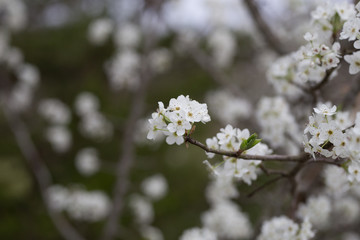 Beautiful spring flowers with colorful bokeh