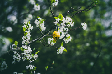 Beautiful spring flowers with colorful bokeh