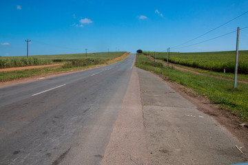 Fototapeta premium Long Bitumen Road Bordered by Sugar Cane and Electricity Poles