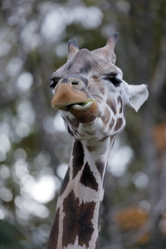 511 Best アミメキリン Images Stock Photos Vectors Adobe Stock