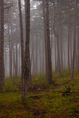 misty green forest 
