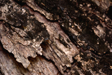 Closeup detail of old wood texture background.