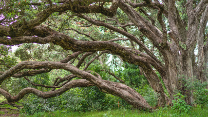 old oak tree