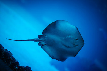 stingray © VivianGiselle