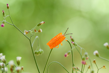 Red Bug and Flower