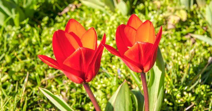 Time lapse of two red tulips with  bloosom out synchronous in a garden as close up  