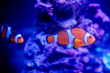 Fototapeta na wymiar Nemo