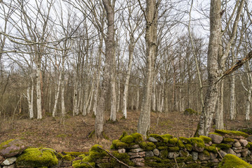 Mossy old dry stone wall in a hornbeam forest
