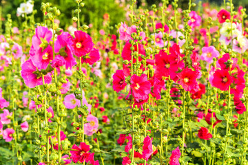 Fototapeta premium Hollyhock flowers in a park in luannan county, hebei province, China