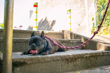 Rolgordijnen Frenchbulldog buhi © 公祥 眞貝