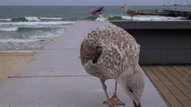 Seagull walks on a pier and flies away towards the Baltic Sea.