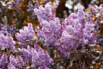 Magic branch of flowering flowers lilac