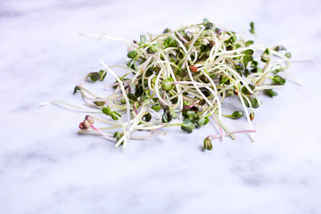Sprouts of microgreen radish
