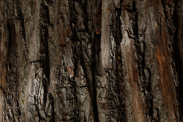Brown tree bark texture with sunbeam. Nature life background.