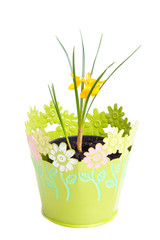  yellow crocus in a pot