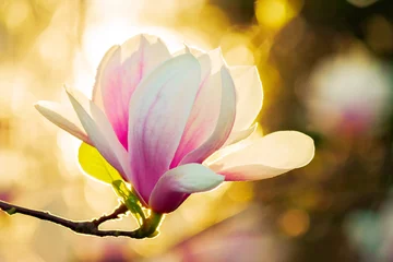 Rolgordijnen magnolia in zonlicht. mooie lente achtergrond © Pellinni