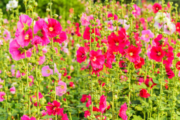 Hollyhock flowers in a park in luannan county, hebei province, China